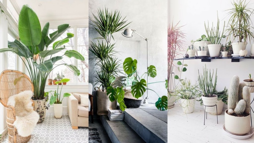 decorating living room with indoor plants