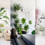Decorate Indoor Plant in Living Room