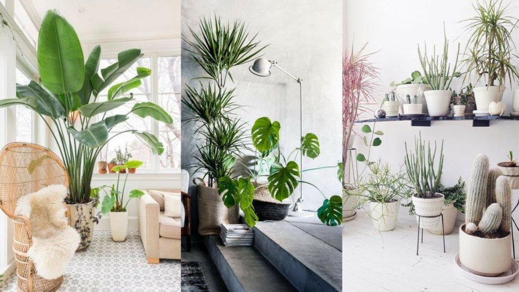 Living Room Decor Ideas With Indoor Plants