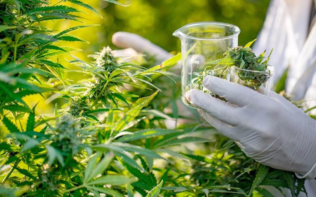 emerging market of cannabis