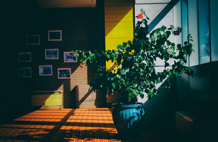 Indoor Plants