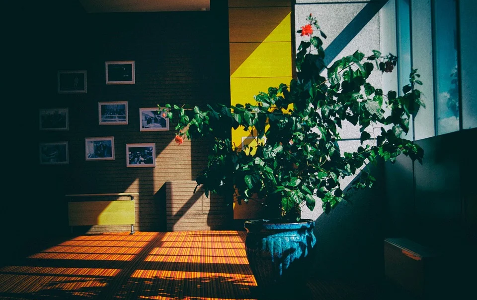 Indoor Plants