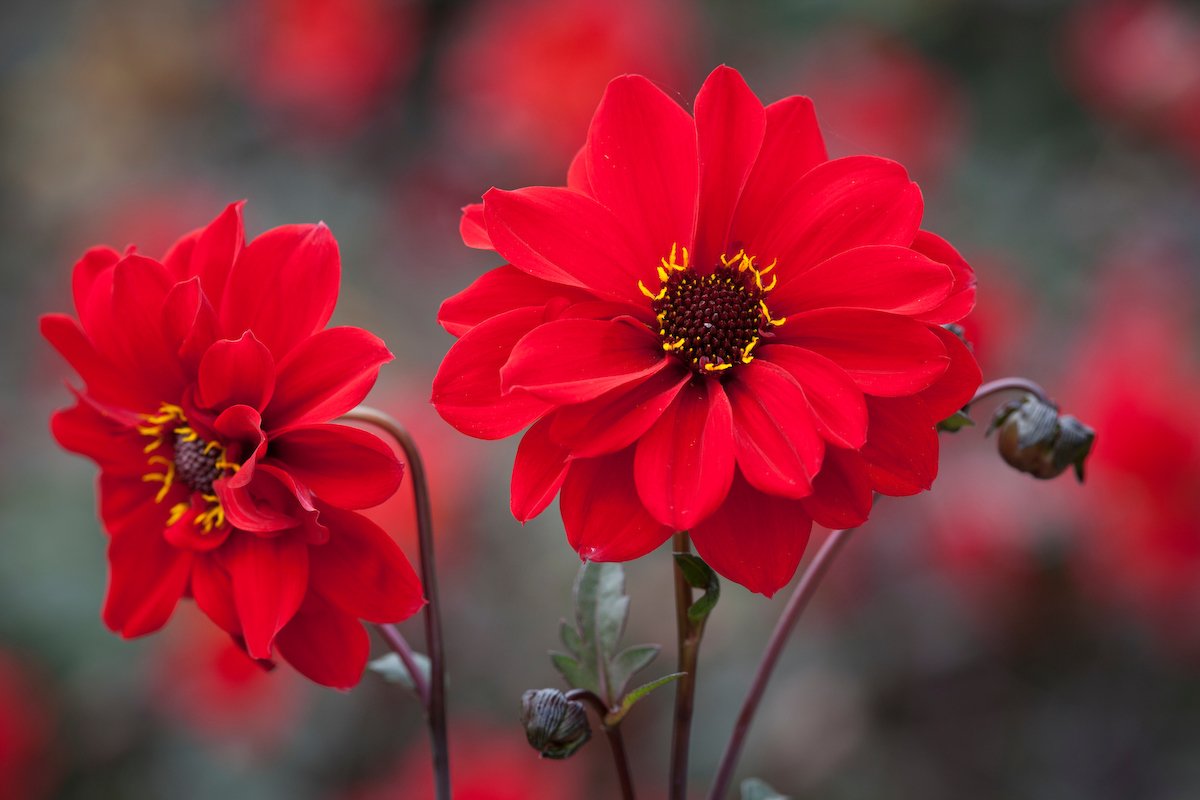 D16 Dahlia ‘Bishop of Llandaff AGM