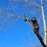 Tree Trimming & Pruning1