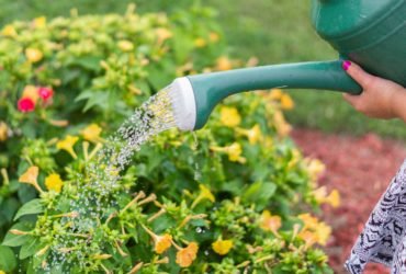 pexels-sarah-dietz-4501244