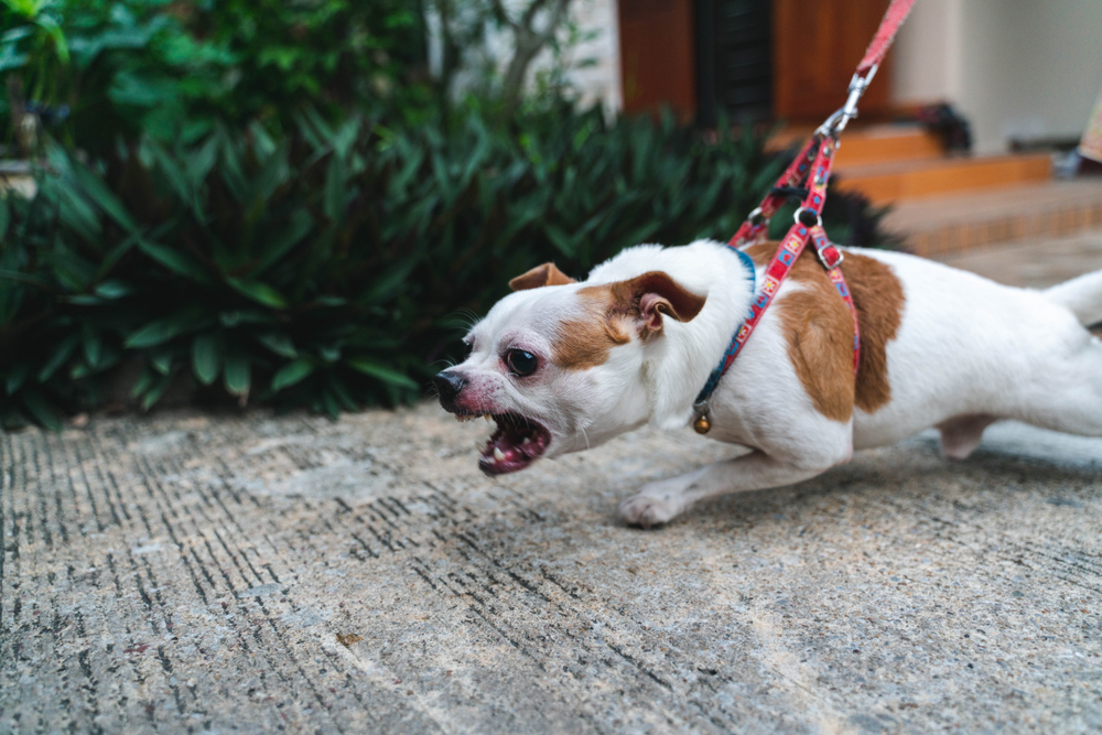 Close,Up,Angry,Face,Chihuahua,Dog,On,Leash