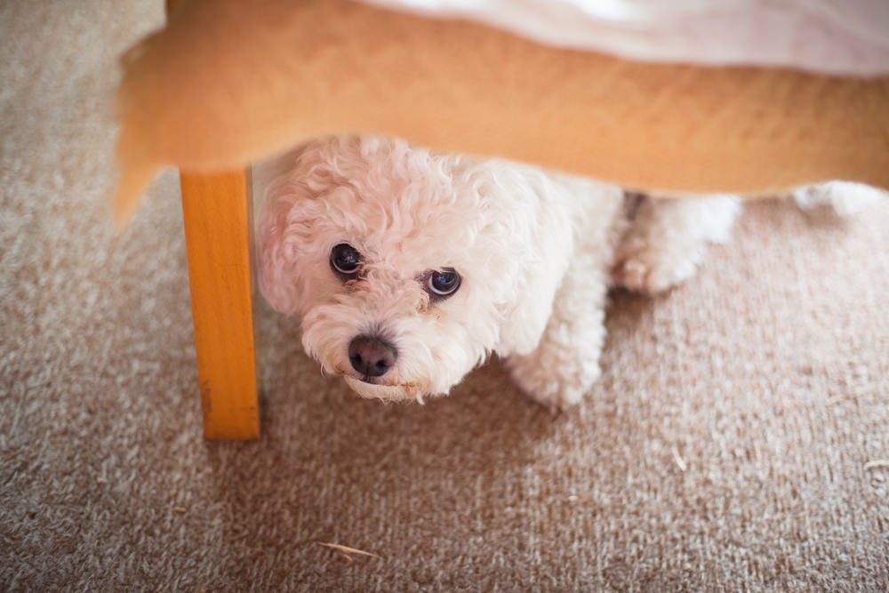 Cute,White,Maltese,Dog,Hiding,Under,Sofa,,Fearful,And,Frightened