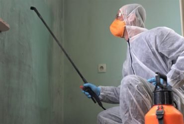 Mold Remediation Company 1