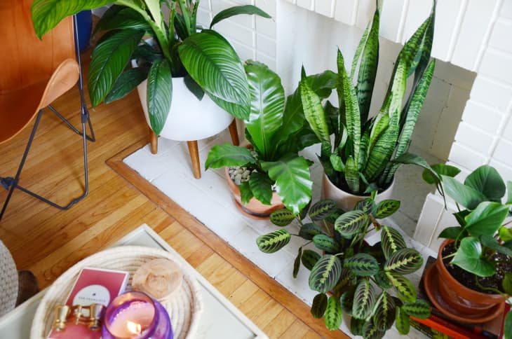 Plants for Cleaning Indoor Air 1