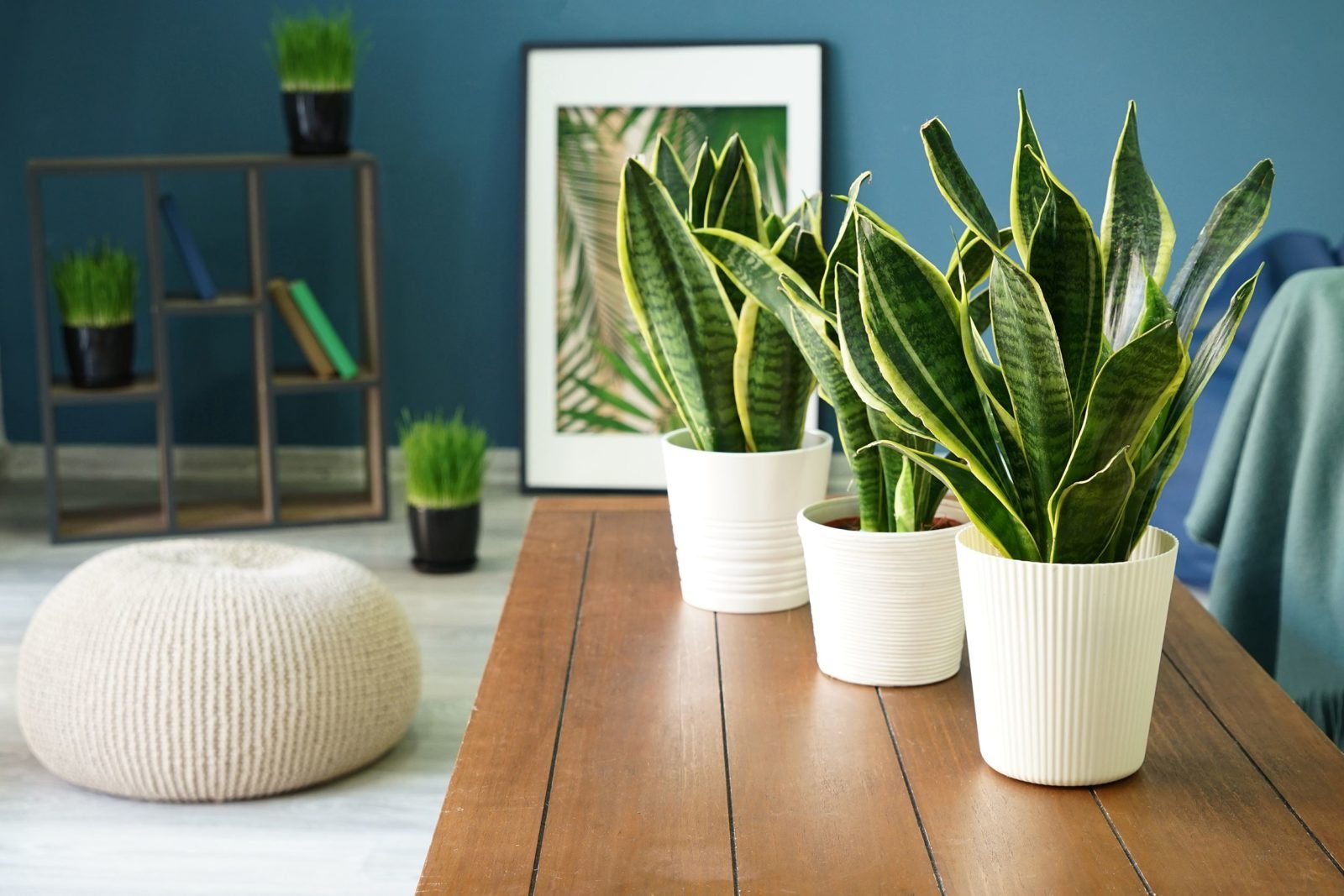 Plants for Cleaning Indoor Air