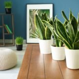 Plants for Cleaning Indoor Air