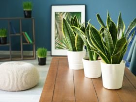 Plants for Cleaning Indoor Air