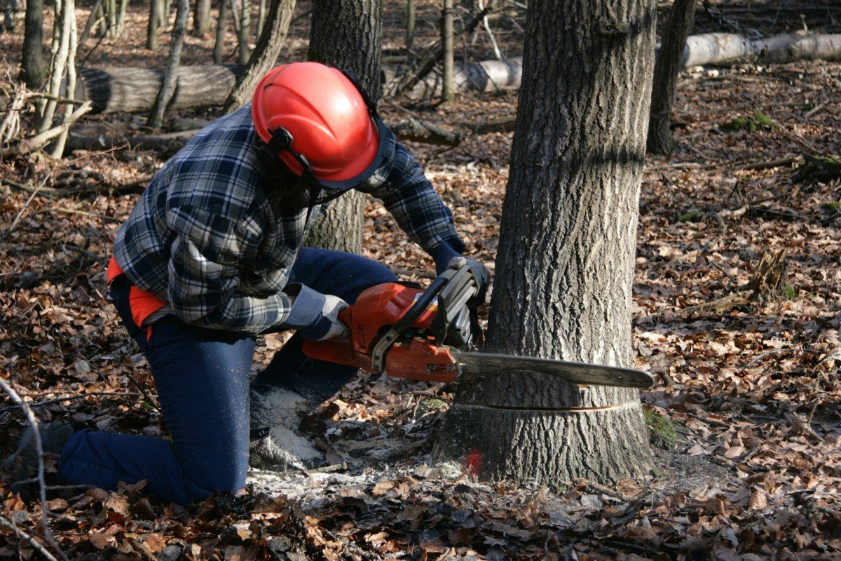The Risks of Tree Removal Reasons to Call a Professional